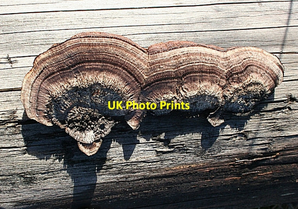 Photo 6"x4" Fungus on a Fallen Log Milltown of Rothiemay c2008