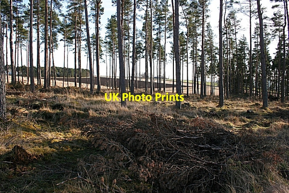 Photo 6"x4" Tarryblake Wood Nethermills c2008