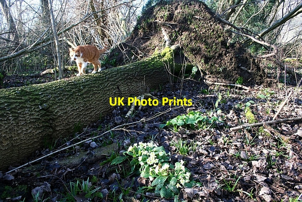 Photo 6"x4" Primroses in Mayall's Coppice Upper Welland c2008