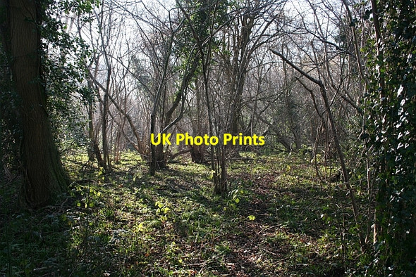 Photo 6"x4" Coppice Trees Upper Welland c2008