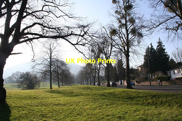 Photo 6"x4" Double Row of Trees, Malvern Link Common Great Malvern c2008