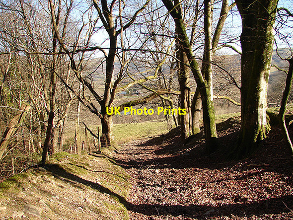 Photo 6"x4" Coed Troedrhiwseiri Nantyronen Station c2008