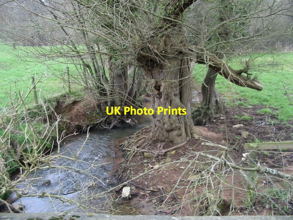 Photo 6"x4" Gnarled trees beside Bathford Brook Compton Dando c2008