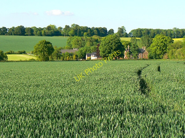 Photo 6"x4" Field and crop, near Stibb Green Burbage\/SU2361 c2009