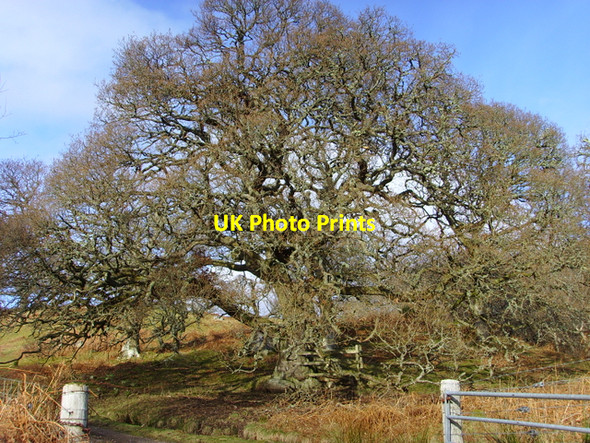 Photo 6"x4" Old oak tree Little Torboll c2008