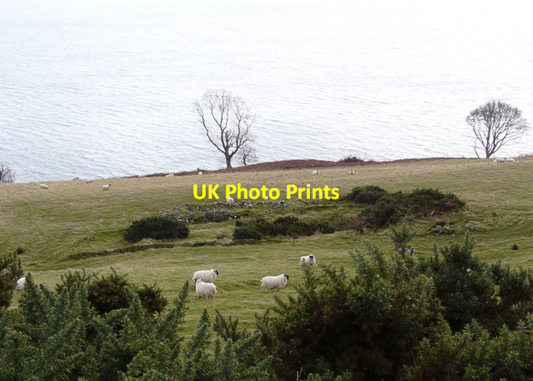 Photo 6"x4" Gorse, sheep and sea Nigg\/NH8071 c2008