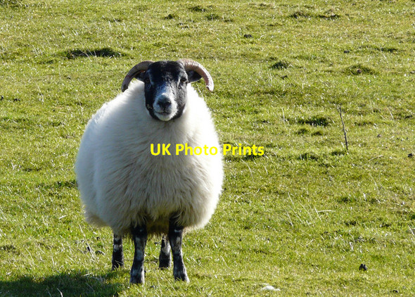 Photo 6"x4" Friendly sheep! Shandwick c2008