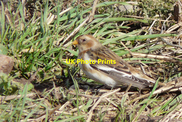 Photo 6"x4" Snow Bunting near Caboll Mount Toulvaddie c2008