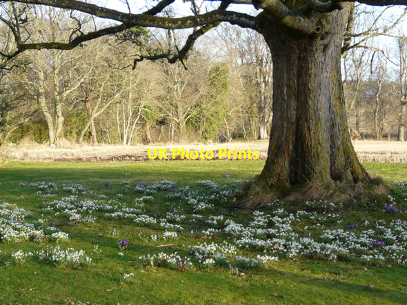 Photo 6"x4" Snowdrops by the gate to Allan House Loandhu c2008