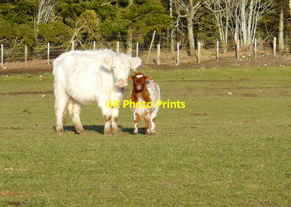 Photo 6"x4" Cow and calf near Shandwick House Pitmaduthy c2008