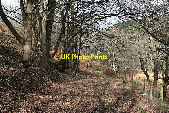 Photo 6"x4" Light and Shade at Aikenway Rothes c2008