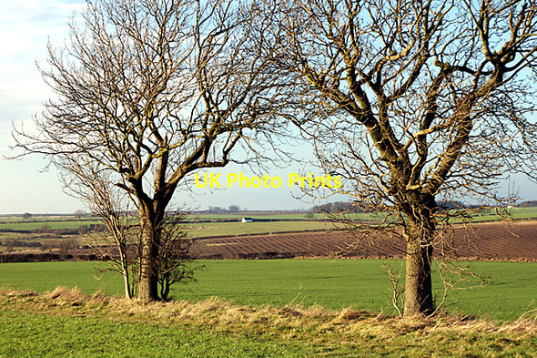 Photo 6"x4" Two trees Welton le Wold c2008