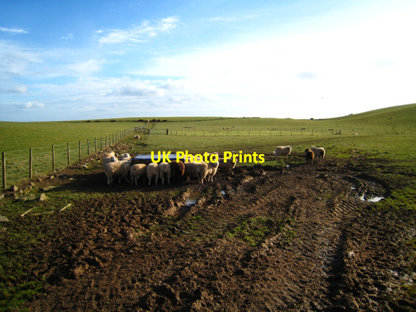Photo 6"x4" Sheep, mud and grass Whinnyfold c2008