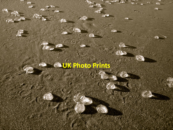 Photo 6"x4" Sea gooseberries on Cruden Bay beach Cruden Bay c2008