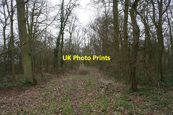 Photo 6"x4" South Inside Big Covert Duckswich c2008