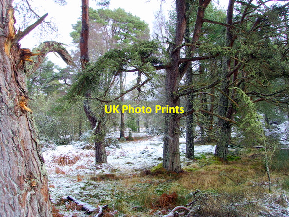 Photo 6"x4" Clashmore Wood Ospisdale c2008