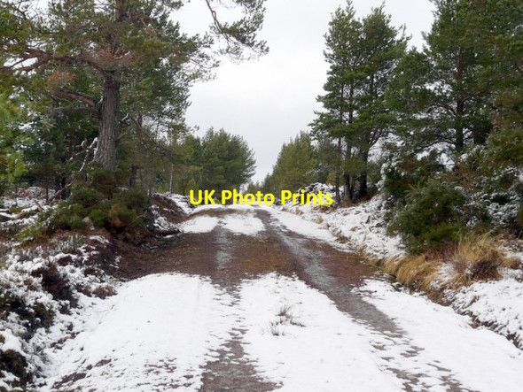 Photo 6"x4" Forestry track in Clashmore Wood Ospisdale c2008
