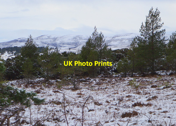 Photo 6"x4" Edge of Clashmore Wood Ospisdale c2008