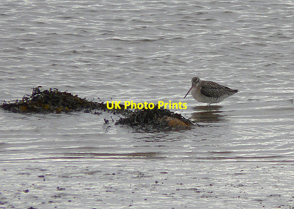 Photo 6"x4" Bar-Tailed Godwit Skelbo c2008