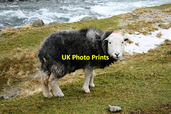 Photo 6"x4" Herdwick by the Derwent Seathwaite\/NY2312 c2008