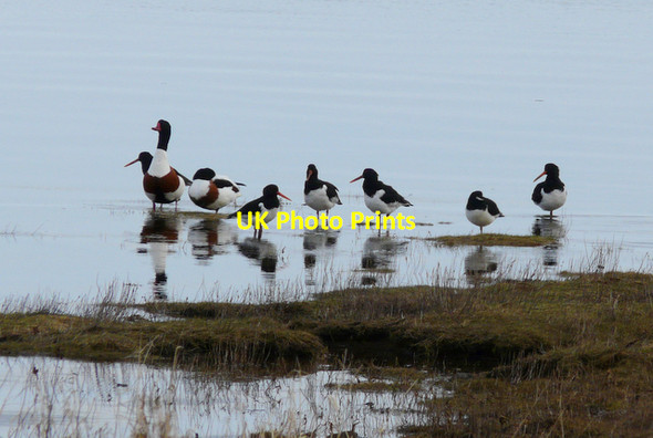 Photo 6"x4" Shelducks and Oystercatchers at Loch Fleet Skelbo c2008