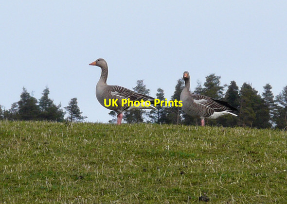 Photo 6"x4" Greylag Geese Rearquhar c2008