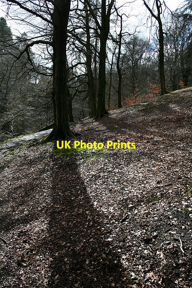 Photo 6"x4" Trees in Hebden Dale Shackleton c2008