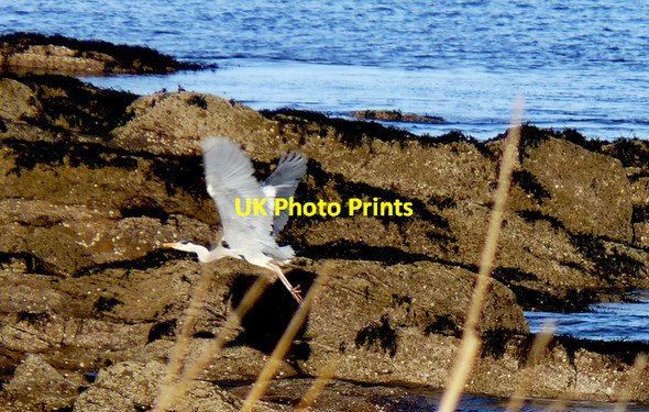 Photo 6"x4" Grey Heron, Balnabruach Portmahomack c2008