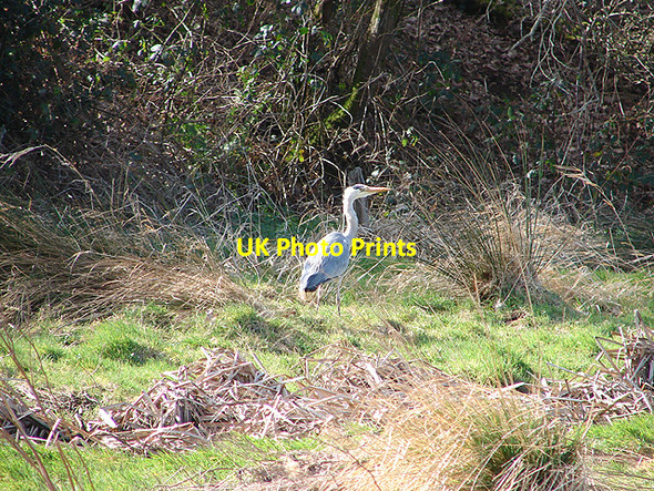 Photo 6"x4" Grey Heron Aberystwyth c2008