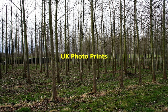 Photo 6"x4" Young Plantation, Ryemeadow Rushall\/SO6434 c2008
