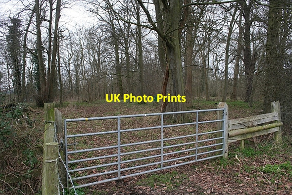 Photo 6"x4" Long Covert Duckswich c2008