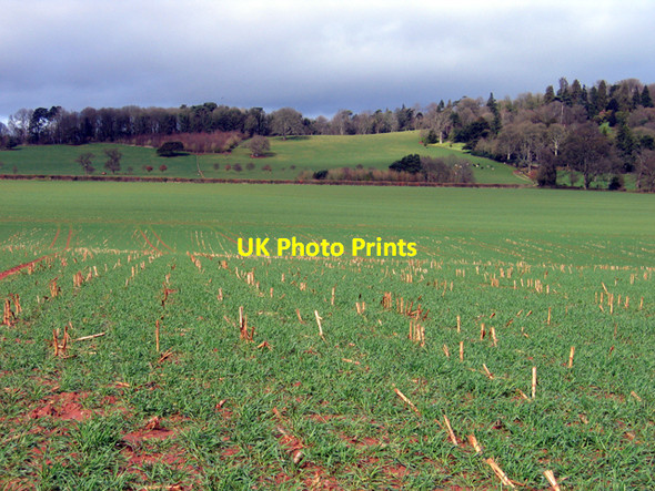 Photo 6"x4" Farmland view north towards Killerton, Devon Columbjohn c2008