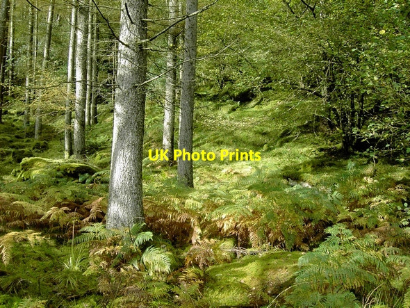 Photo 6"x4" Gougan Barra Forest Park Ballingeary c2003