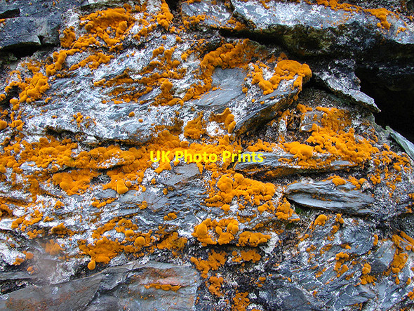Photo 6"x4" Orange Lichen Mynydd Bach\/SN7176 c2008