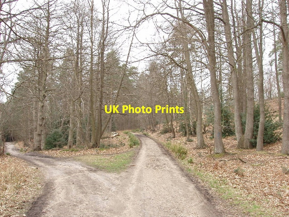 Photo 6"x4" Windsor Ride, Swinley Forest Birch Hill\/SU8766 c2008