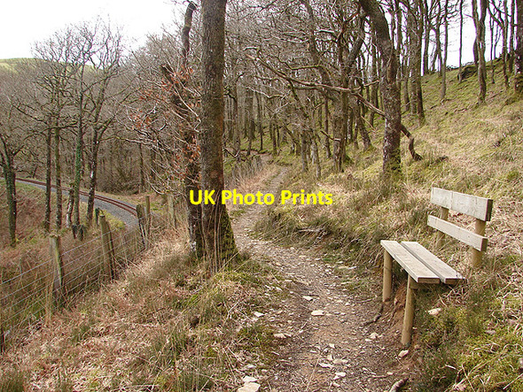 Photo 6"x4" Footpath in Cwm Rheidol Devil's Bridge\/Pontarfynach c2008
