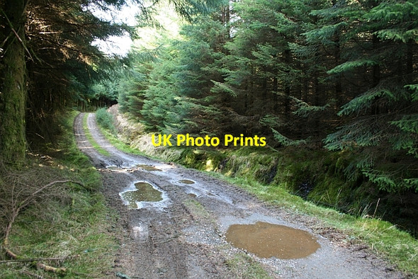 Photo 6"x4" Kintyre Forestry Track Cnoc a'Bhraidein c2008