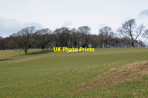 Photo 6"x4" Farmland and Sheep Braegrum c2008