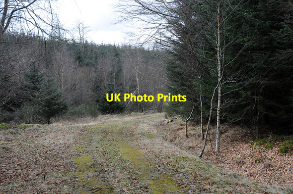 Photo 6"x4" Track through Drum Wood Moneydie c2008