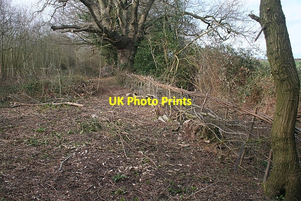 Photo 6"x4" Hedge Laying, St. Wulstans Nature Reserve Marl Bank c2008