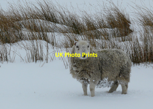 Photo 6"x4" Snowy woolly jumper near Crask Crask Inn c2008
