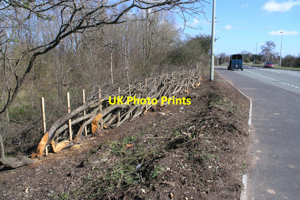Photo 6"x4" New hedging Cavendish Bridge c2008