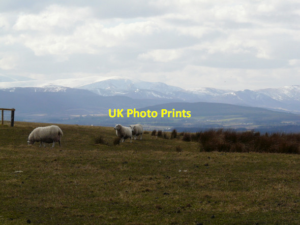 Photo 6"x4" Nigg Hill Pitcalnie c2008