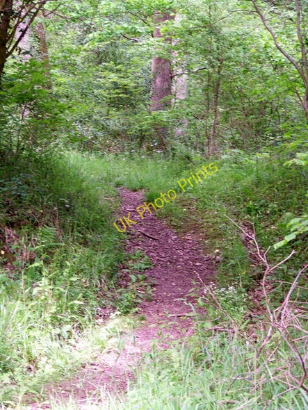 Photo 6"x4" Footpath near Lickfold Dial Green c2009
