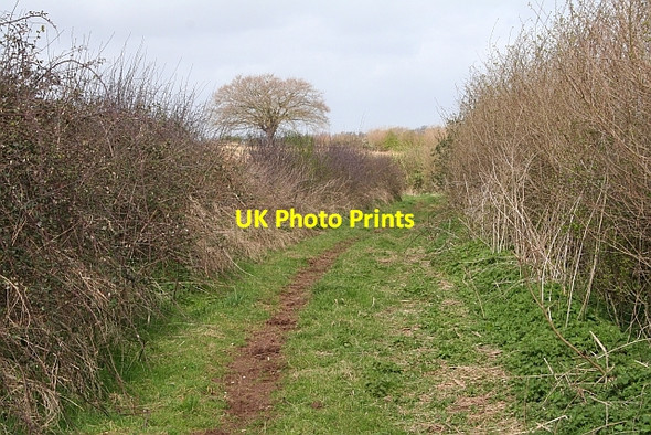 Photo 6"x4" Bridleway to Cold Elm Chaceley c2008