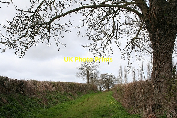 Photo 6"x4" Bridleway to Swinley Green Chaceley c2008