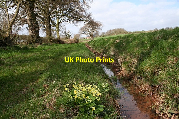 Photo 6"x4" Miller or False Oxlips Chaceley Hole c2008