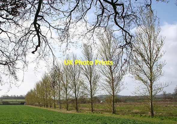 Photo 6"x4" Row of Trees near Lawn Farm Chaceley Hole c2008