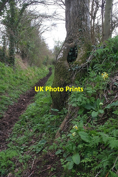 Photo 6"x4" Cowslip by the Bridleway to Chaceley Chaceley Hole c2008