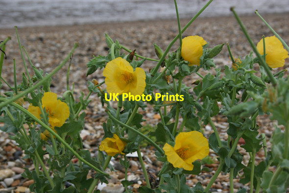 Photo 6"x4" Yellow Horned Poppy Lee-over-Sands c2006